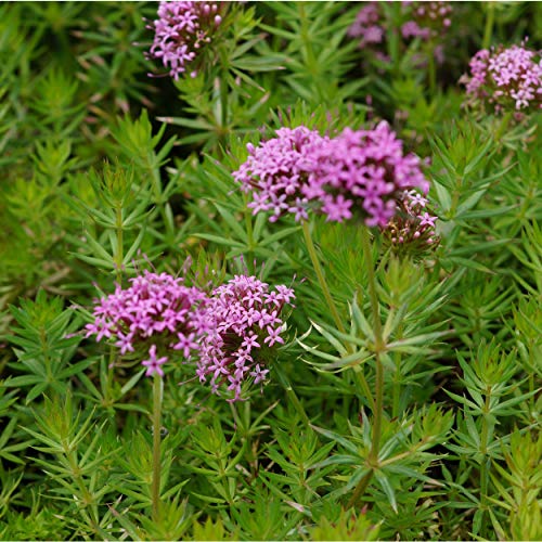 Blumixx Stauden Phuopsis stylosa – Rosa blühender Rosenwaldmeister winterhart, bienenfreundlich, duftend, Bodendecker, mehrjährig, für sonnige bis halbschattige Standorte von Blumixx Stauden