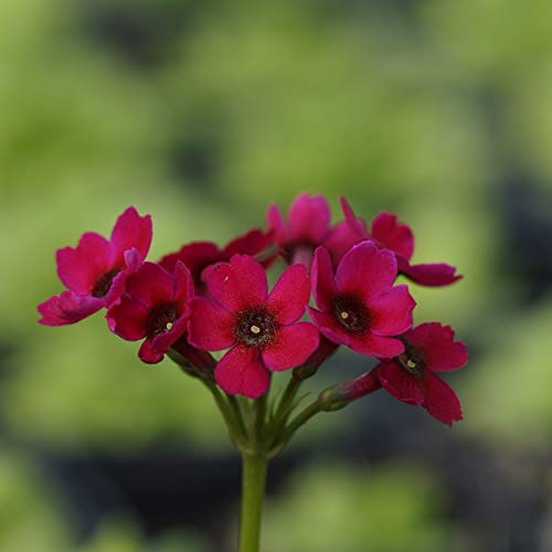 Blumixx Stauden Primula japonica 'Millers Crimson' Japan-Etagen-Primel von Blumixx Stauden