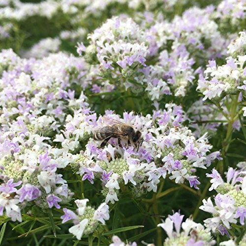 Blumixx Stauden Pycnanthemum tenuifolium - Bergminze im 0,5 Liter Topf weiß bis hell purpur blühend von Blumixx Stauden