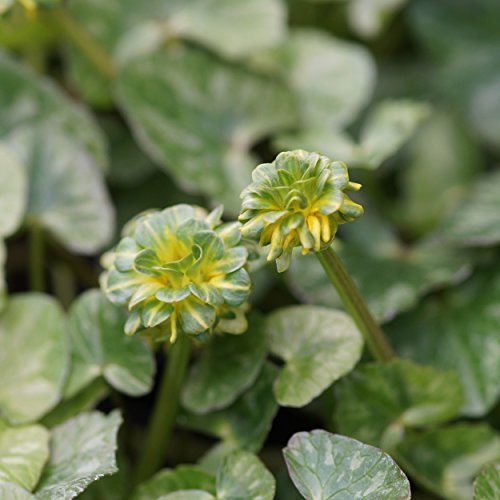 Blumixx Stauden Ranunculus ficaria 'Green Petal' - Gefülltes Scharbockskraut grüngelb von Blumixx Stauden