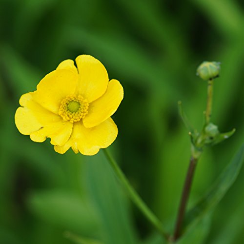 Blumixx Stauden Ranunculus lingua 'Grandiflora' - Großer Hahnenfuß goldgelb von Blumixx Stauden