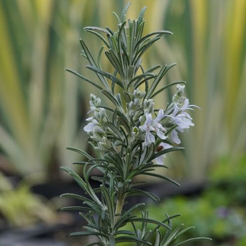 Blumixx Stauden Rosmarinus officinalis 'Arp' – winterharter Rosmarin, aromatisch & mehrjährig, hell-violett blühend, ideal für Beet & Topf, im 0,5L Pflanztopf Blumixx Stauden Rosmarinus officinalis 'Arp' – winterharter Rosmarin, aromatisch & mehrjährig, hell-violett blühend, ideal für Beet & Topf, im 0,5L Pflanztopf von Blumixx