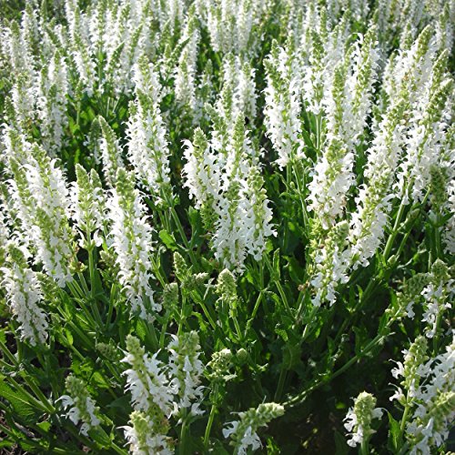 Blumixx Stauden Salvia nemorosa 'Adrian' – Weiß blühender Steppensalbei, winterhart & bienenfreundlich, für sonnige Beete, pflegeleicht & mehrjährig, im 0,5 L Topf von Blumixx