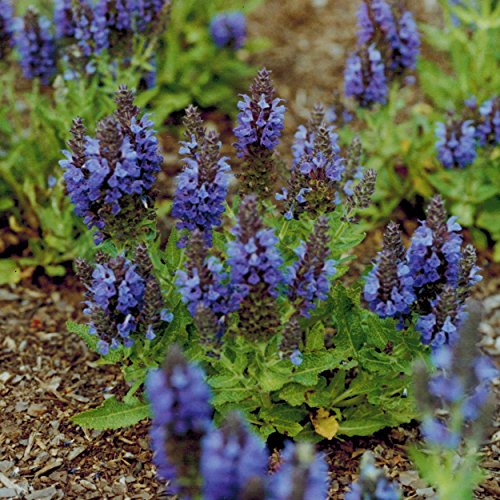 Blumixx Stauden Salvia nemorosa 'Marcus' ® - Sommer-Gartensalbei im 0,5 Liter Topf dunkelviolett blühend von Blumixx Stauden