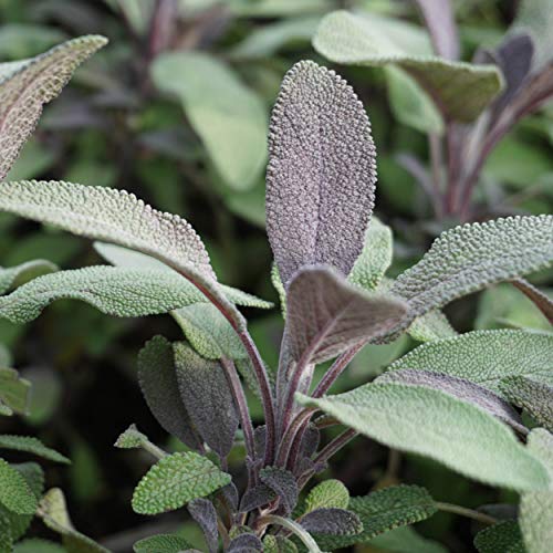 Blumixx Stauden Salvia officinalis 'Purpurascens' - Rotblättriger Gewürz-Salbei im 0,5 Liter Topf violettblau blühend Blumixx Stauden Salvia officinalis 'Purpurascens' - Rotblättriger Gewürz-Salbei im 0,5 Liter Topf violettblau blühend von Blumixx