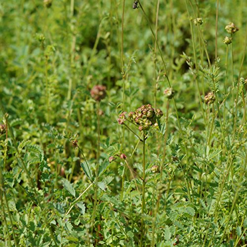 Blumixx Stauden Sanguisorba minor - Kleiner Wiesenknopf grünbraun von Blumixx Stauden