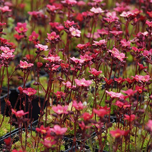 Blumixx Stauden Saxifraga Arendsii-Hybr. 'Ingeborg' - Moossteinbrech von Blumixx Stauden