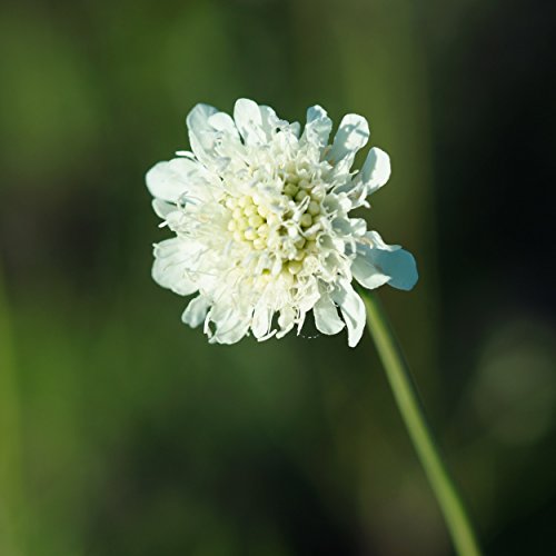 Blumixx Stauden Scabiosa ochroleuca - Gelbe Skabiose Hellgelbes Krätzkraut, im 0,5 Liter Topf, hell-gelb blühend von Blumixx Stauden