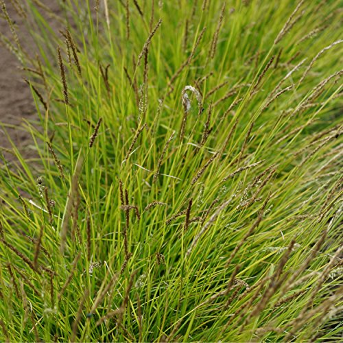 Blumixx Stauden Sesleria autumnalis - Herbst-Blaugras graugrün von Blumixx Stauden