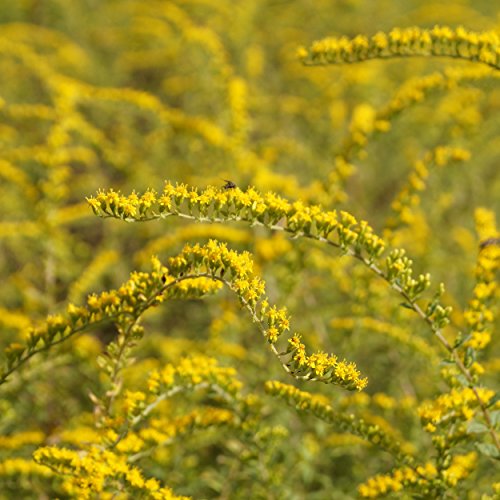 Blumixx Stauden Solidago rugosa 'Fireworks' - Bogige Goldrute, im 0,5 Liter Topf, hellrosa blühend von Blumixx Stauden