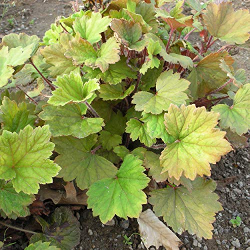 Blumixx Stauden Tellima grandiflora 'Purpurteppich' - Falsche Alraunwurzel von Blumixx Stauden