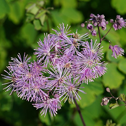 Blumixx Stauden Thalictrum aquilegifolium - Akeleiblättrige Wiesenraute, im 0,5 Liter Topf, violettrosa blühend von Blumixx Stauden