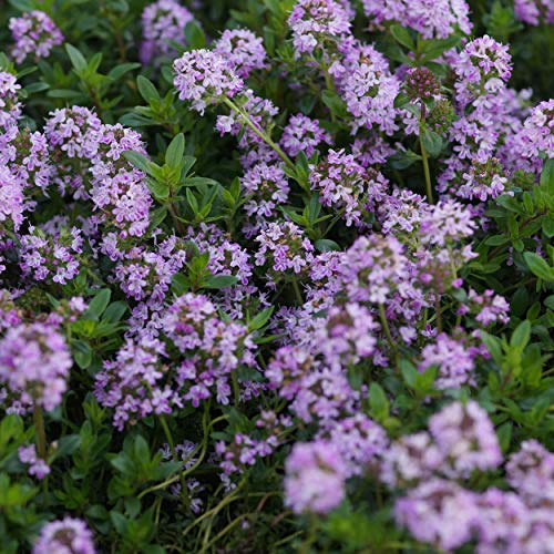 Blumixx Stauden Thymus longicaulis ssp.odoratus - Kaskaden-Thymian von Blumixx Stauden