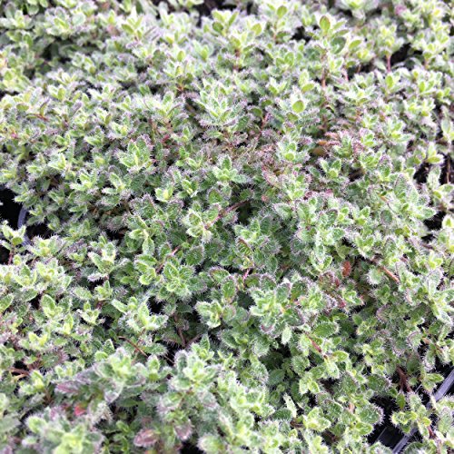 Blumixx Stauden Thymus praecox var. pseudolanuginosus - Woll-Thymian im 0,5 Liter Topf rosa blühend von Blumixx Stauden