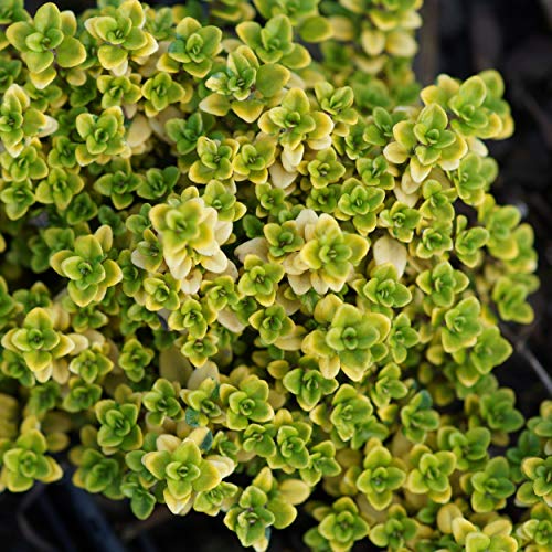 Blumixx Stauden Thymus x citriodorus 'Golden Dwarf' - Garten-Zitronenthymian von Blumixx