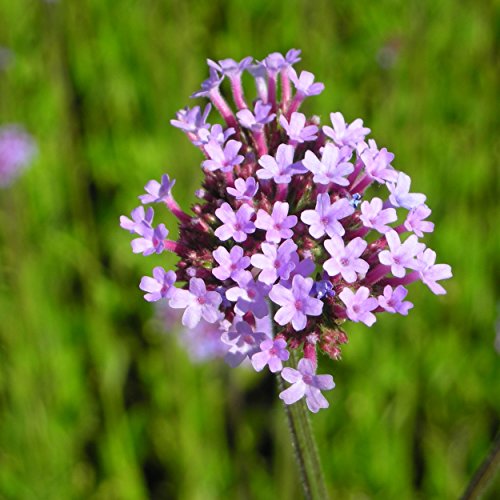 Blumixx Stauden Verbena bonariensis – Hohe Eisenkraut Staude, mehrjährig & winterhart, Bienenmagnet, violettblühend, für Beet & Kübel, Pflanze im Topf von Blumixx
