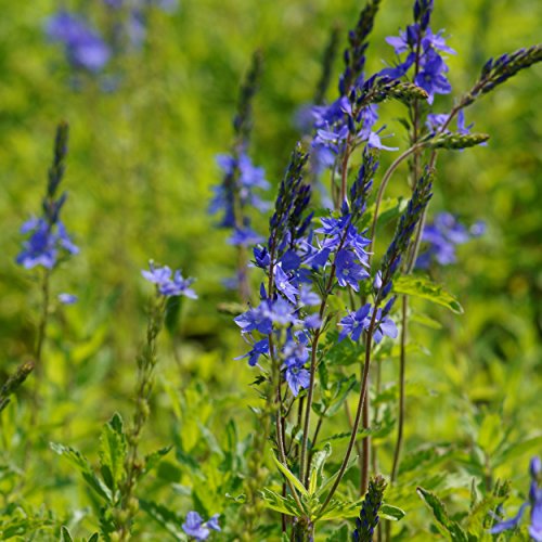 Blumixx Stauden Veronica austriaca 'Königsblau' - Büschel-Ehrenpreis, im 0,5 Liter Topf, blau blühend von Blumixx Stauden