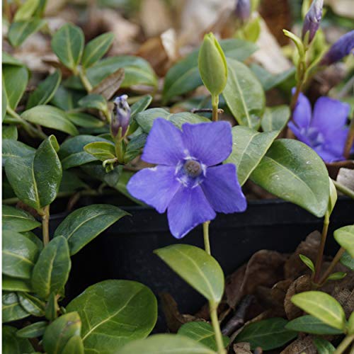 Blumixx Stauden Vinca minor 'Bowles' - Kleines Immergrün von Blumixx Stauden