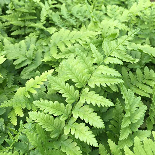 Dryopteris filix-mas (gen.) - Männlicher Wurmfarn, Heimischer Wurm-Farn, im 0,5 Liter Topf von Blumixx