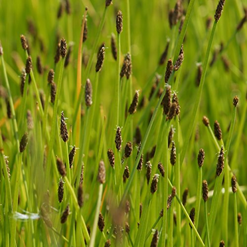 Eleocharis palustris - Nadelsimse Sumpf-Ried, Sumpf-Simse, im 0,5 Liter Topf, braun blühend von Blumixx Stauden