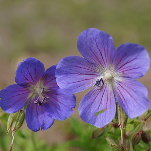 Geranium pratense 'Johnson's Blue' - Johnson's-Storchschnabel Blauer Storchschnabel, im 0,5 Liter Topf, violettblau blühend von Blumixx Stauden