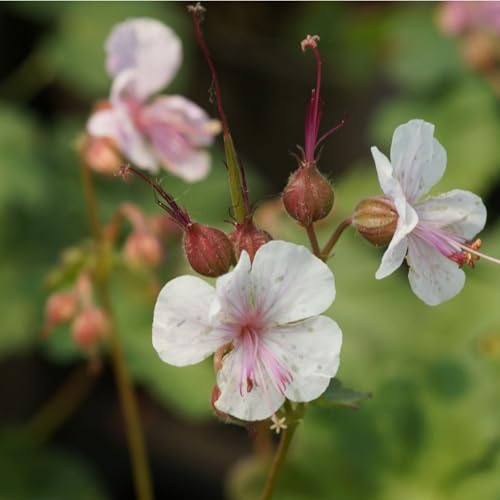 Geranium x cantabrigiense 'Biokovo' - Cambridge-Storchschnabel, im 0,5 Liter Topf, weißrosa blühend von Blumixx