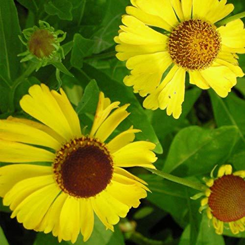 Helenium Hybride 'Wesergold' - Sonnenbraut, im 1,0 Liter Topf, goldgelb blühend von Blumixx Stauden