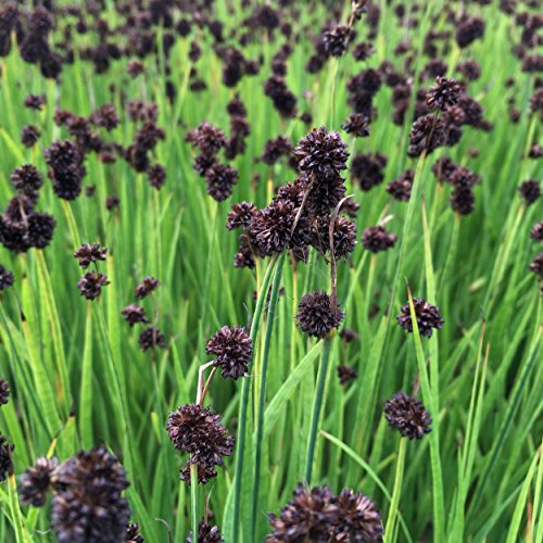 Juncus ensifolius - Zwergbinse, Schwertblättrige Binse, im 0,5 Liter Topf, braun blühend von Blumixx Stauden