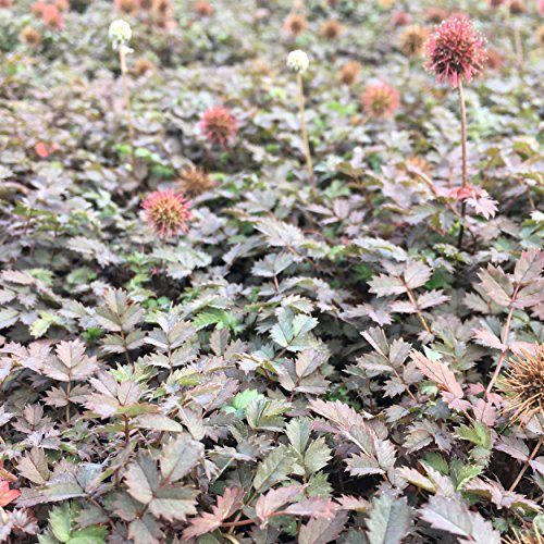 Acaena microphylla 'Kupferteppich' - Stachelnüsschen, im 0,5 Liter Topf, weiß blühend von Blumixx