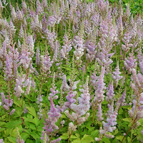 Astilbe chinensis var. pumila - Prachtspiere, im 0,5 Liter Topf, violettrosa blühend von Blumixx