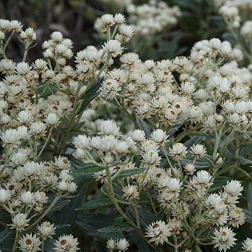 Blumixx Stauden Anaphalis triplinervis 'Sommerschnee' - Perlkörbchen weiß Blumixx Stauden Anaphalis triplinervis 'Sommerschnee' - Perlkörbchen weiß von Blumixx