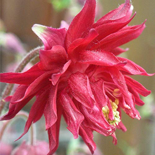 Blumixx Stauden Aquilegia vulgaris plena 'Bordeaux Barlow' - Akelei dunkelrot Blumixx Stauden Aquilegia vulgaris plena 'Bordeaux Barlow' - Akelei dunkelrot von Blumixx