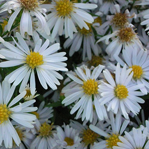 Blumixx Stauden Aster Dumosus-Hybr. 'Apollo' - Kissenaster, im 0,5 Liter Topf, weiß blühend von Blumixx