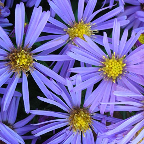 Blumixx Stauden Aster Dumosus-Hybr. 'Prof. Anton Kippenberg' - Kissenaster, im 0,5 Liter Topf, hell-blauviolett blühend Blumixx Stauden Aster Dumosus-Hybr. 'Prof. Anton Kippenberg' - Kissenaster, im 0,5 Liter Topf, hell-blauviolett blühend von Blumixx