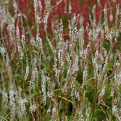Blumixx Stauden Bistorta amplexicaulis 'Album' - Kerzenknöterich von Blumixx