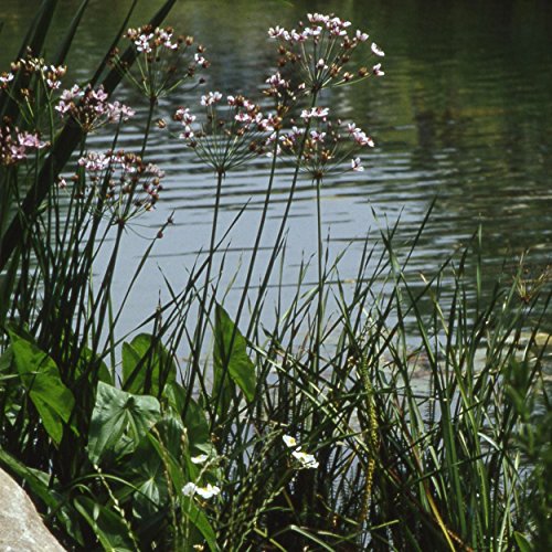 Blumixx Stauden Butomus umbellatus - Blumenbinse, im 0,5 Liter Topf, rosa blühend Blumixx Stauden Butomus umbellatus - Blumenbinse, im 0,5 Liter Topf, rosa blühend von Blumixx
