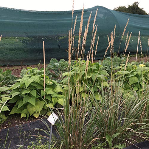 Blumixx Stauden Calamagrostis x acutiflora 'Overdam' - Reitgras gelbbraun von Blumixx