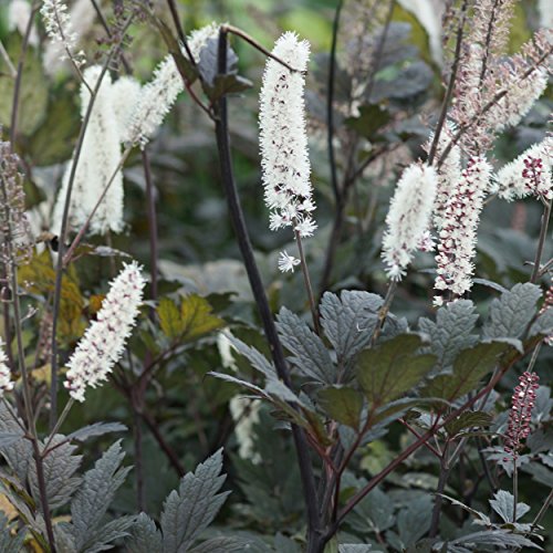 Blumixx Stauden Cimicifuga ramosa 'Brunette' – Silberkerze weiß blühend, Herbstblüher, September-Silberkerze, winterhart, mehrjährig, im 1L Topf von Blumixx