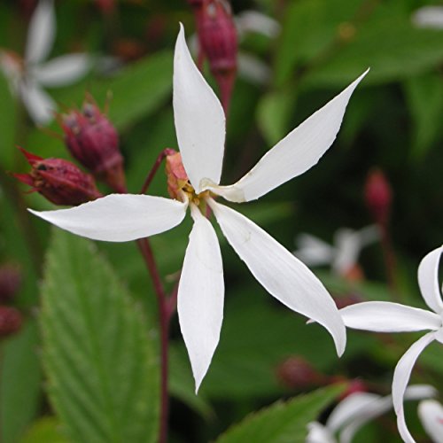 Blumixx Stauden Gillenia trifoliata - Dreiblattspiere, im 0,5 Liter Topf, weiß blühend von Blumixx