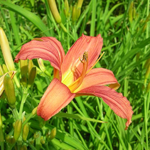 Blumixx Stauden Hemerocallis Hybride 'Pink Damask' - Taglilie, im 1,0 Liter Topf, rosa blühend von Blumixx
