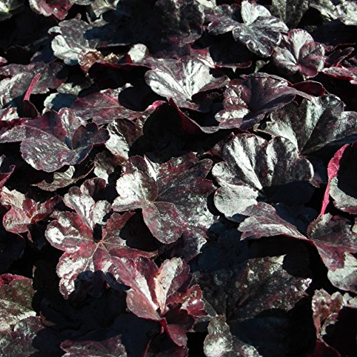 Blumixx Stauden Heuchera Hybride 'Obsidian' - Purpurglöckchen weiß Blumixx Stauden Heuchera Hybride 'Obsidian' - Purpurglöckchen weiß von Blumixx