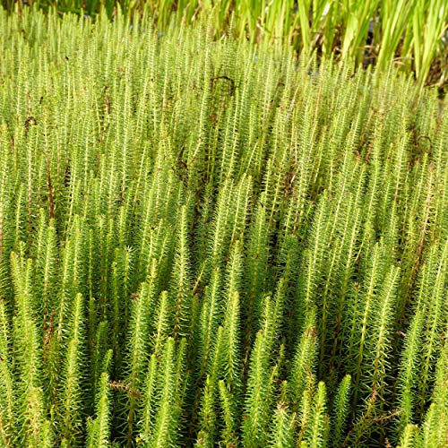 Blumixx Stauden Hippuris vulgaris – Tannenwedel winterhart, mehrjährig, heimisch – Teichpflanze & Wasserpflanze für naturnahe Gartengestaltung von Blumixx Stauden