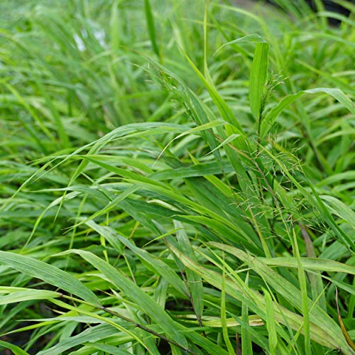 Blumixx Stauden Japanwaldgras – Hakonechloa macra grünlich – Ziergras winterhart & pflegeleicht, ideal für Schatten & Halbschatten, dekorativ im Garten & Kübel von Blumixx