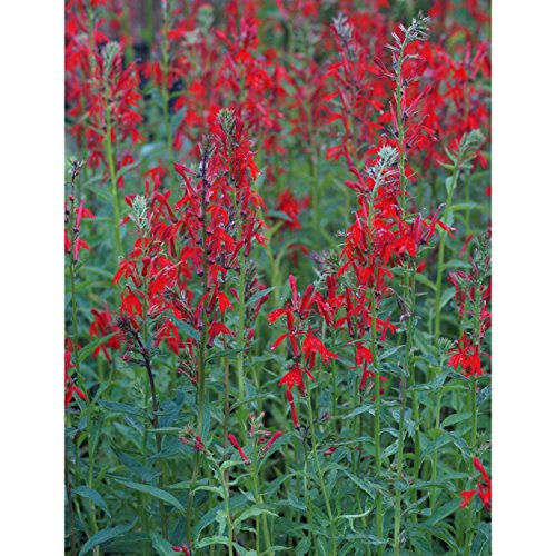Blumixx Stauden Lobelia cardinalis - Kardinals-Lobelie, im 0,5 Liter Topf, leuchtend rot blühend Blumixx Stauden Lobelia cardinalis - Kardinals-Lobelie, im 0,5 Liter Topf, leuchtend rot blühend von Blumixx