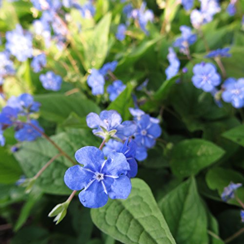 Blumixx Stauden Omphalodes verna – Frühlings-Gedenkemein, blau blühend, winterhart & mehrjährig, Bodendecker für Halbschatten, im 0,5L Topf von Blumixx