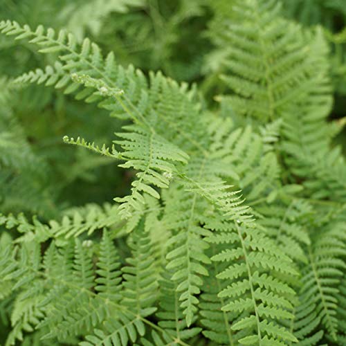 Blumixx Stauden Pteridium aquilinum - Adlerfarn, im 0,5 Liter Topf, grün blühend Blumixx Stauden Pteridium aquilinum - Adlerfarn, im 0,5 Liter Topf, grün blühend von Blumixx