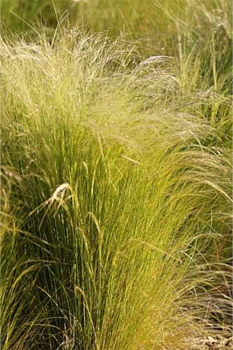 Blumixx Stauden Stipa tenuissima – Zartes Federgras, winterhart & pflegeleicht, silbrig-grün, ideal für Beete & Kübel, im 0,5 L Topf Blumixx Stauden Stipa tenuissima – Zartes Federgras, winterhart & pflegeleicht, silbrig-grün, ideal für Beete & Kübel, im 0,5 L Topf von Blumixx