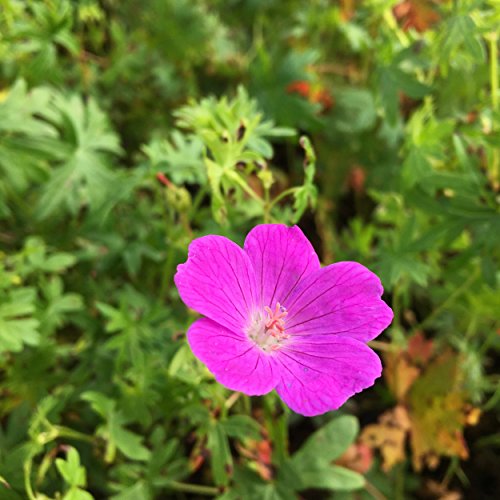 Geranium sanguineum - Blutstorchschnabel, im 0,5 Liter Topf, karminrot blühend von Blumixx Stauden