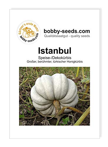 Bobby-Seeds Kürbissamen Istanbul, Türk. Honigkürbis 50 Korn von Bobby-Seeds Saatzucht