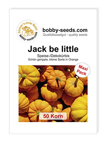 Bobby-Seeds Kürbissamen Jack be little 50 Korn von Bobby-Seeds Saatzucht
